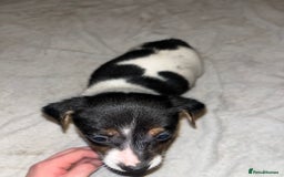 Jack Russell dogs for sale: 4 stunning playful Jack Russell puppies - Image 12