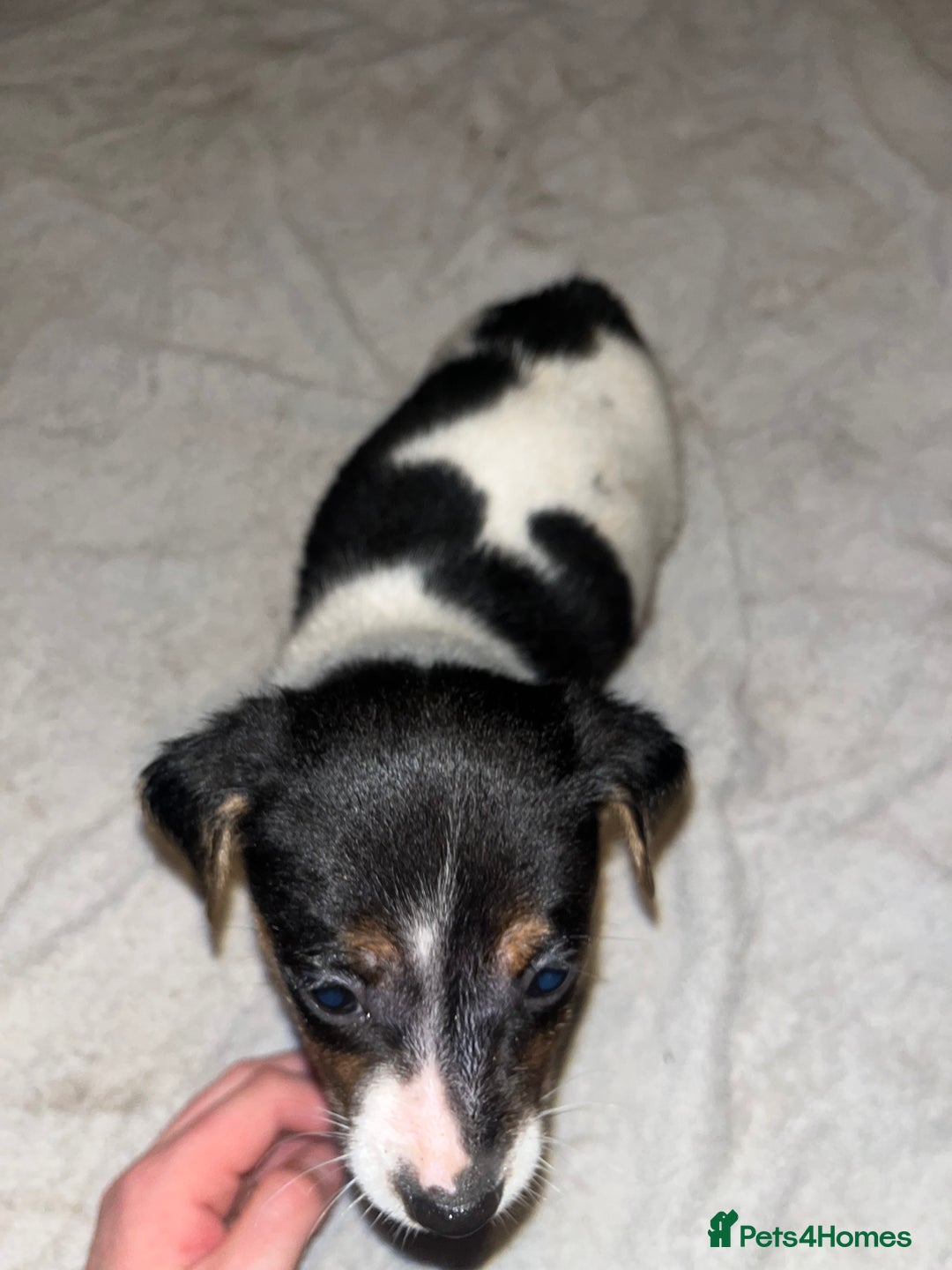 Jack Russell dogs for sale: 4 stunning playful Jack Russell puppies - Image 12