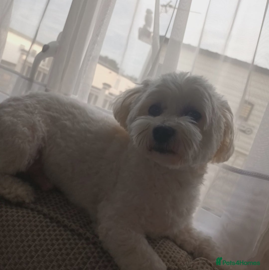 Maltese dogs for stud: Maltese Stud - Image 10