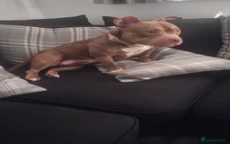 American Bully dogs for sale: Female pocket bully  - Image 3