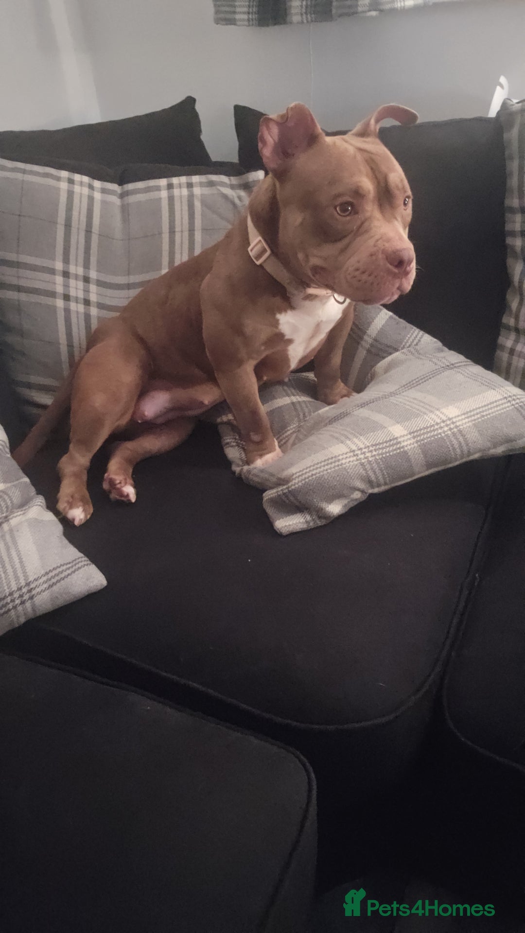 American Bully dogs for sale: Female pocket bully  - Image 3