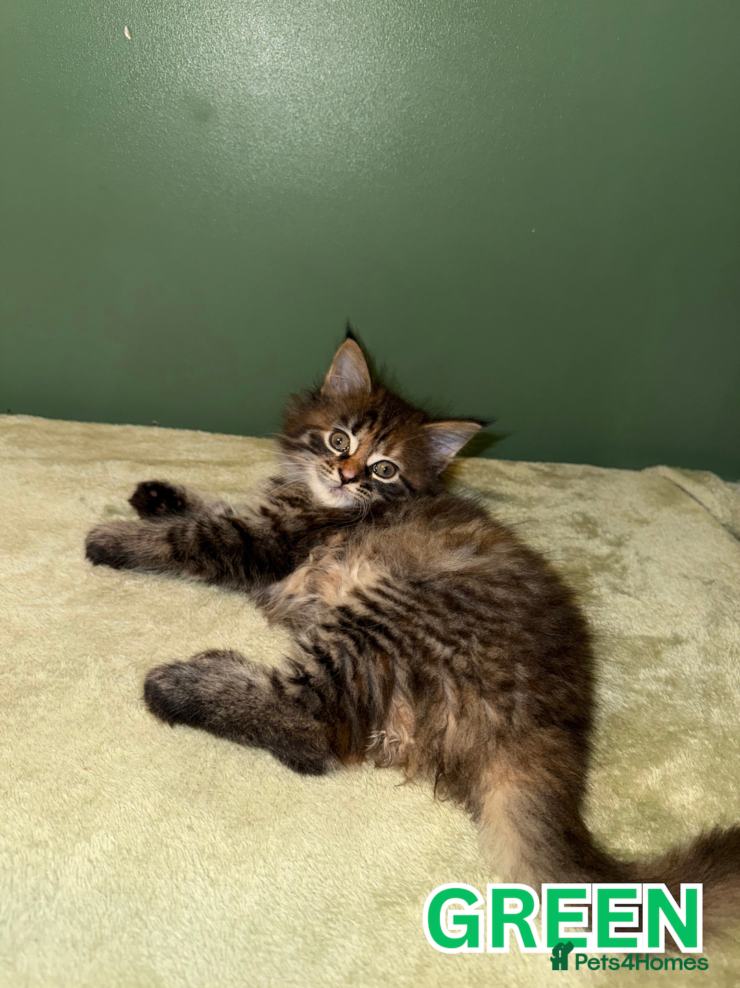 Maine Coon cats for sale: Maine Coon Cross Kittens Ready for Homes! - Advert 12