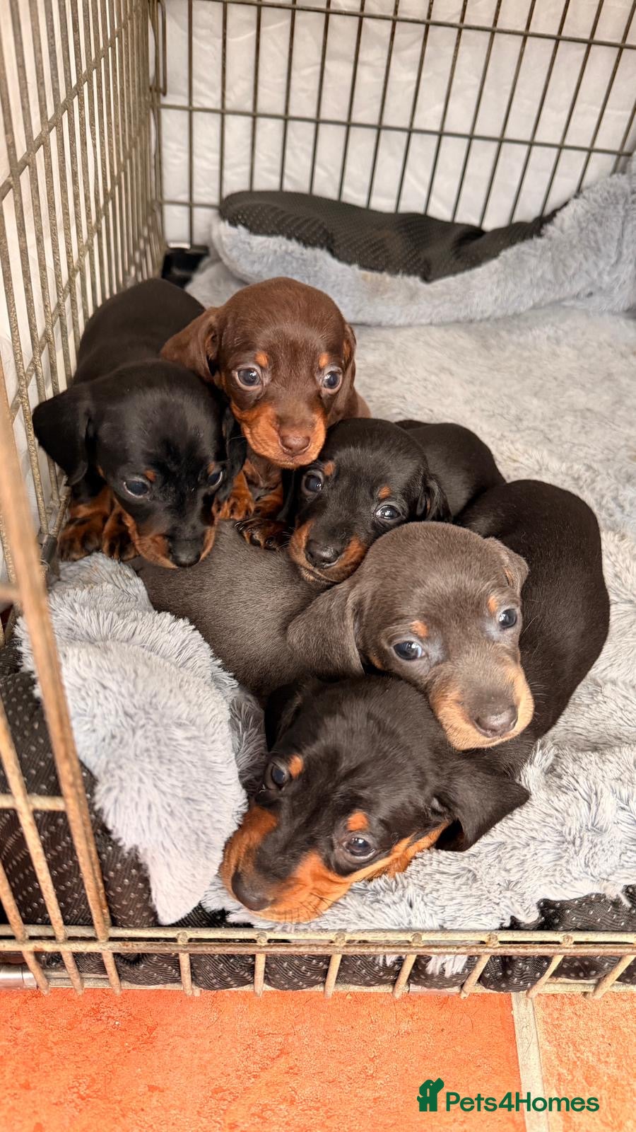 Miniature Dachshund dogs Miniature Dachshund pups KC reg pra cord1 clear - Advert 1