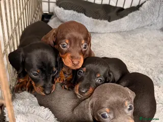 Miniature Dachshund dogs Miniature Dachshund pups KC reg pra cord1 clear - Advert 1