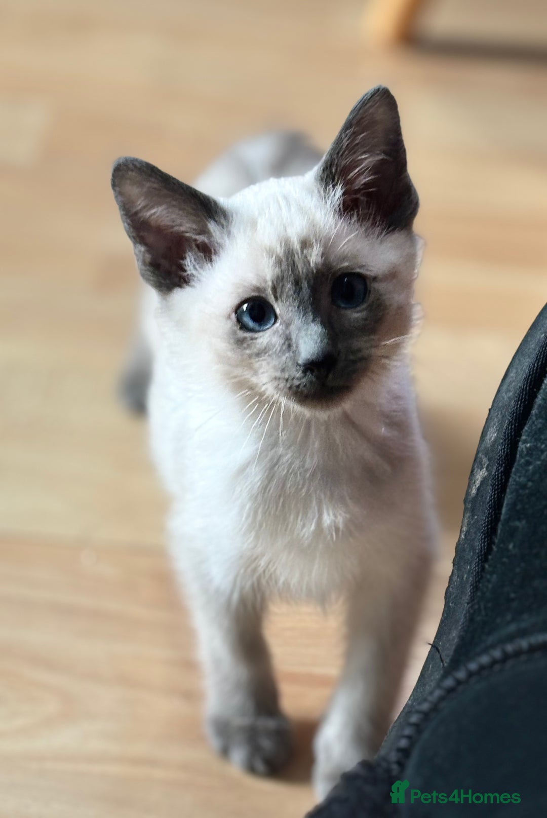 Siamese cats for sale: SIAMESE KITTENS - Image 3