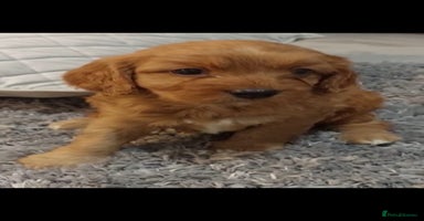 Cavapoo dogs - Advert 2
