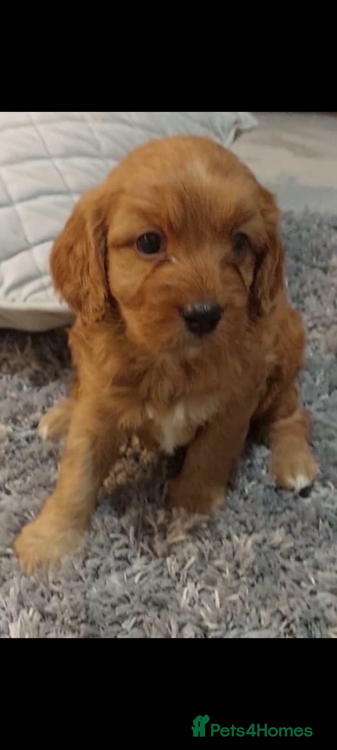 Cavapoo dogs for sale: CAVAPOO F1 puppies ready for new homes now  - Image 6