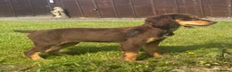 Sprocker dogs for sale: Stunning rare Sable girl :DNA clear parents - Advert 8