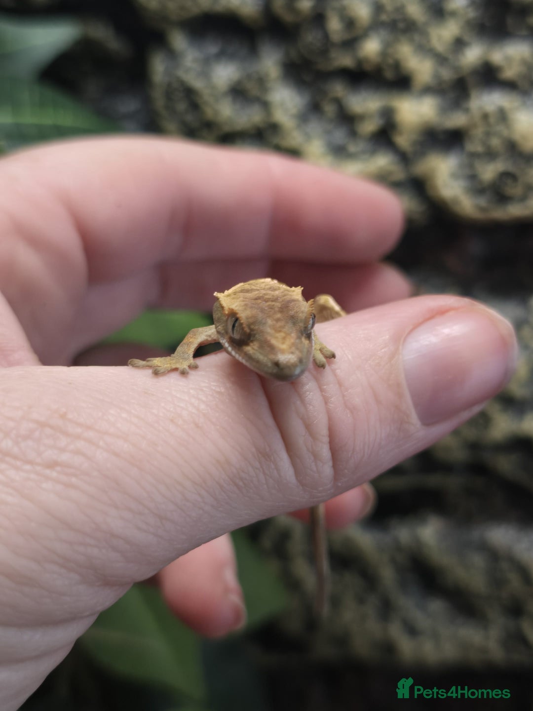 Gecko reptiles for sale: Crested baby gecko - Advert 9