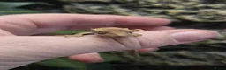 Gecko reptiles for sale: Crested baby gecko - Advert 9