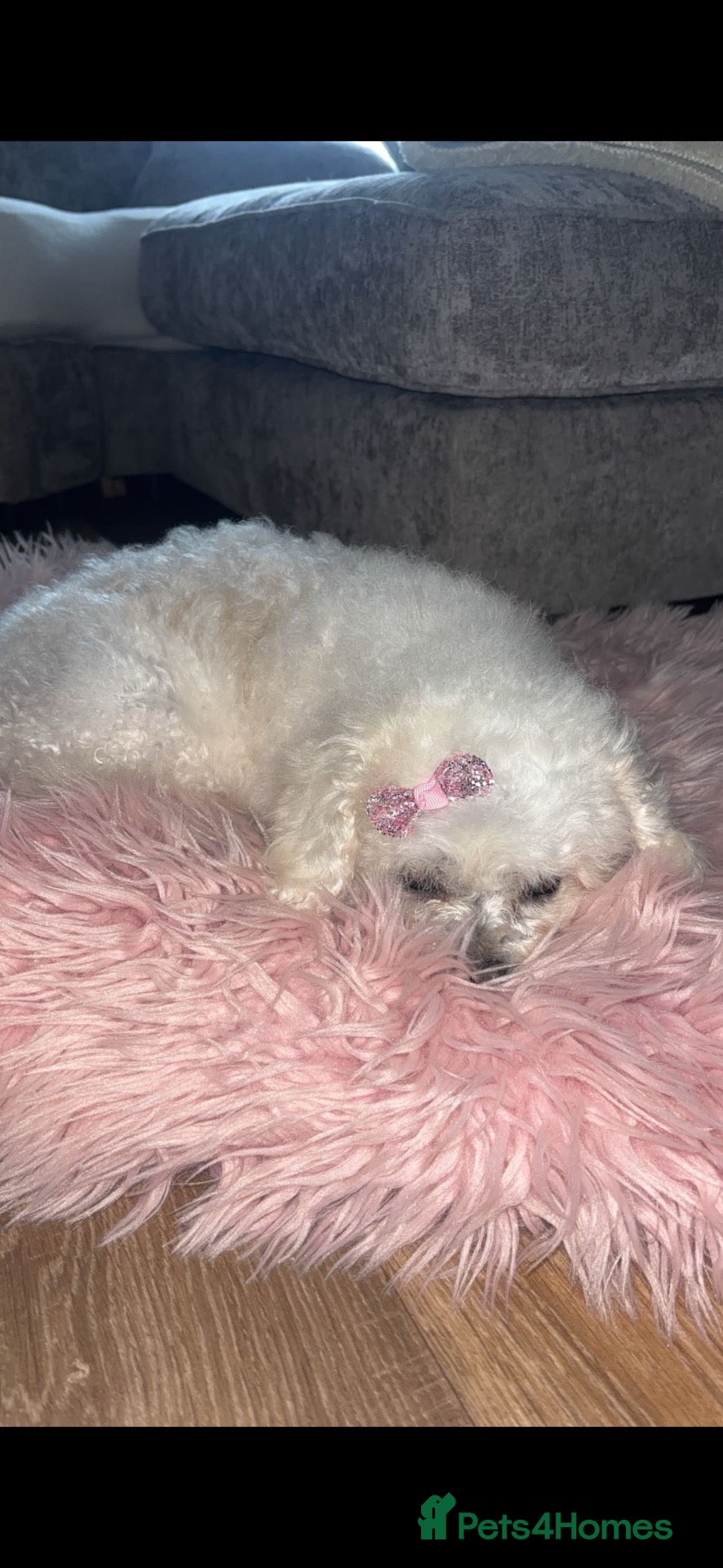 Mixed Breed dogs Bichon frise x chihuahua  - Advert 2