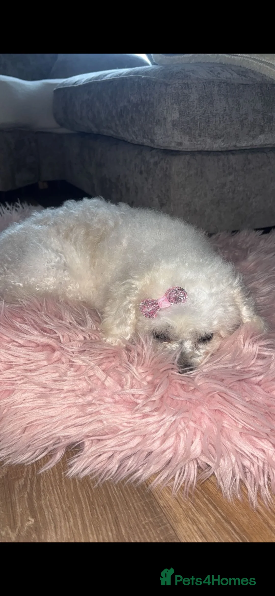 Mixed Breed dogs for sale: Bichon frise x chihuahua  - Advert 1
