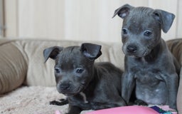 Staffordshire Bull Terrier dogs for sale: Beautiful staffy puppies - Image 10