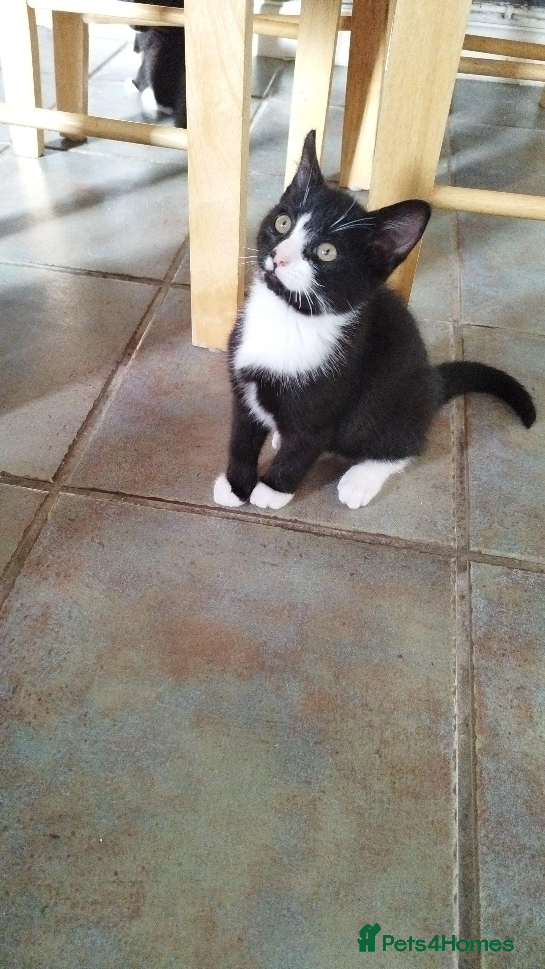 Mixed Breed cats 4 tuxedo black/white cuties looking for a home - Advert 2