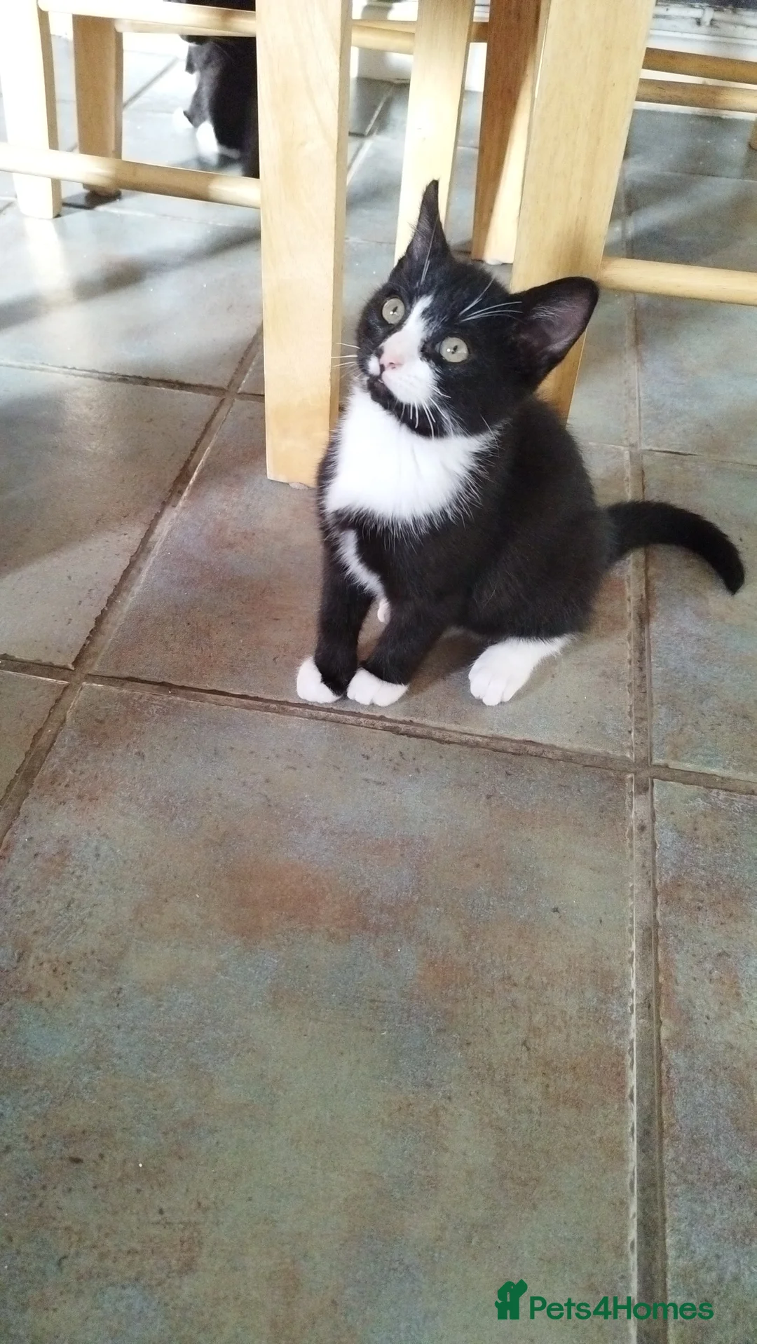 Mixed Breed cats for sale: 4 tuxedo black/white cuties looking for a home - Advert 2