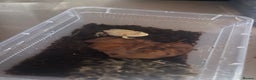 Frog reptiles for sale: Baby PAC Man frogs - Advert 2
