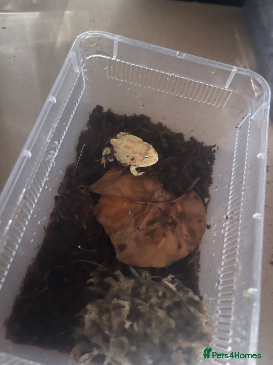 Frog reptiles for sale: Baby PAC Man frogs - Advert 2