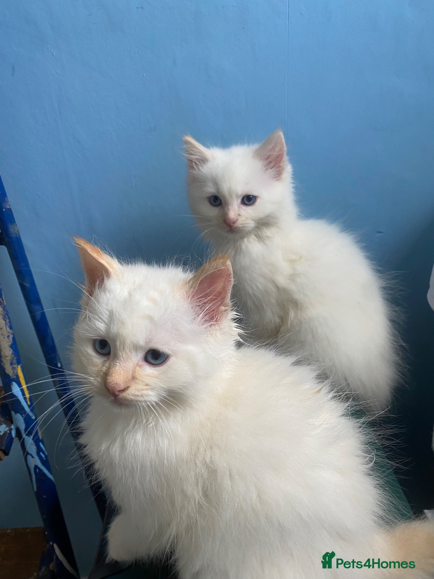 Ragdoll cats for sale: Ragdoll kittens  - Advert 1