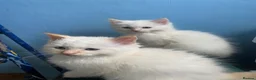 Ragdoll cats for sale: Ragdoll kittens  - Advert 3
