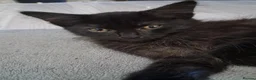 Mixed Breed cats for sale: 2 gorgeous boy kittens for sale  - Advert 3