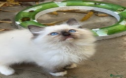 Ragdoll cats for sale: 🚨 Gorgeous, pedigree Ragdoll Puffballs! 🚨  - Image 12