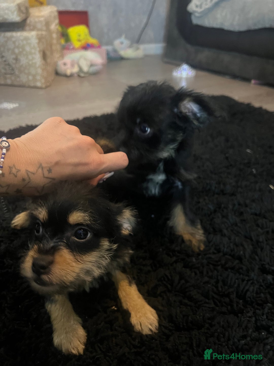 Mixed Breed dogs for sale: Jackapoo frenchy - Advert 3