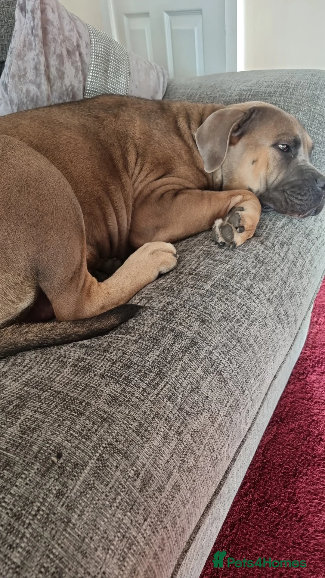 Cane Corso dogs for sale: ITALIAN CANE CORSO  - Advert 15