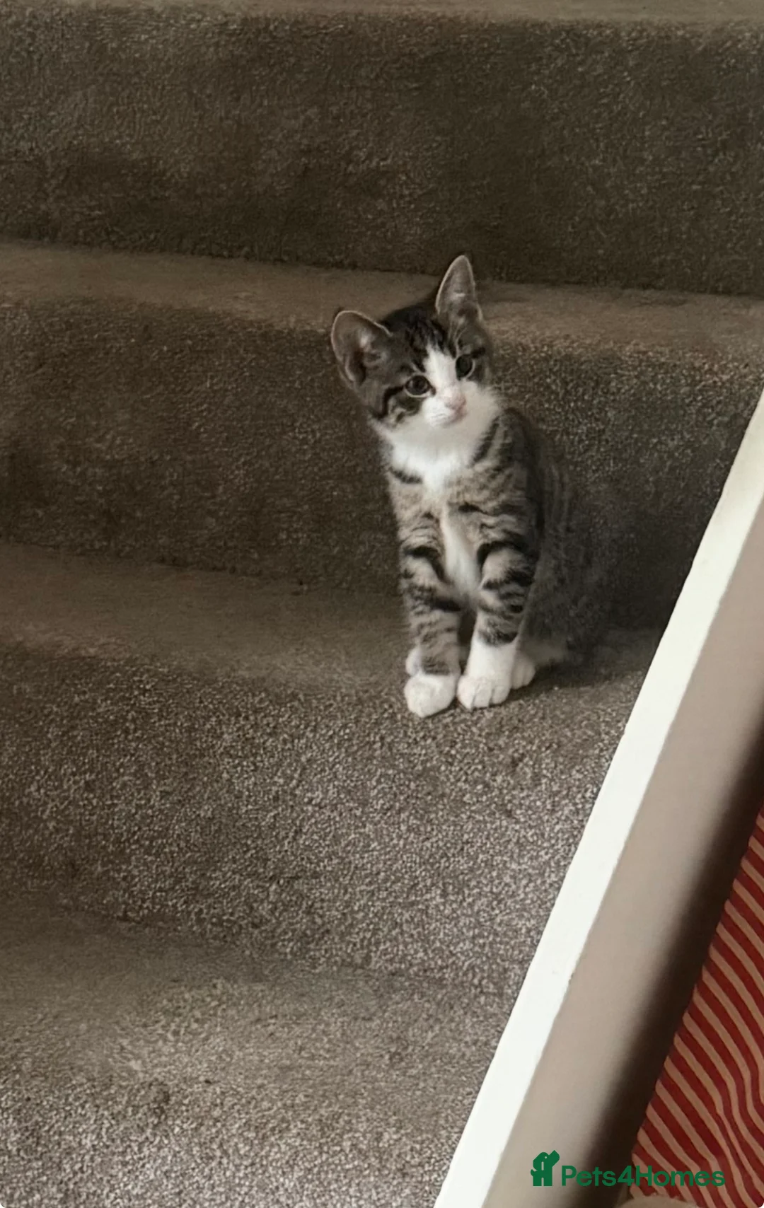 Mixed Breed cats for sale: 3 mixed tabby kittens for sale!  - Advert 14