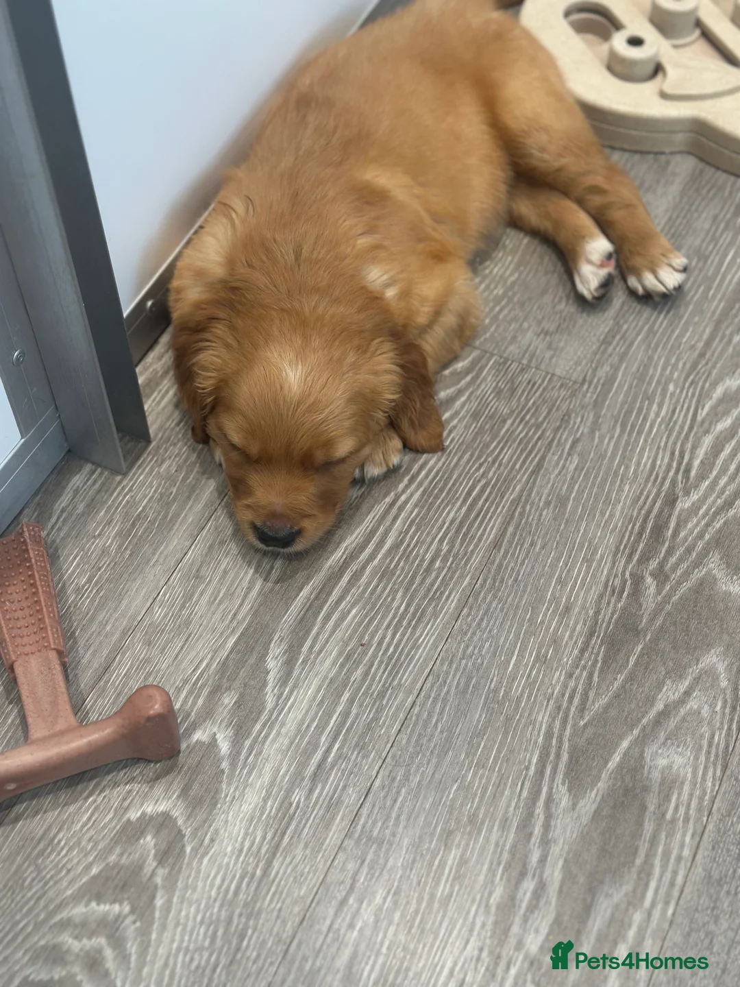 Golden Retriever dogs for sale: Dark Golden KC registered Golden retrievers - Advert 9