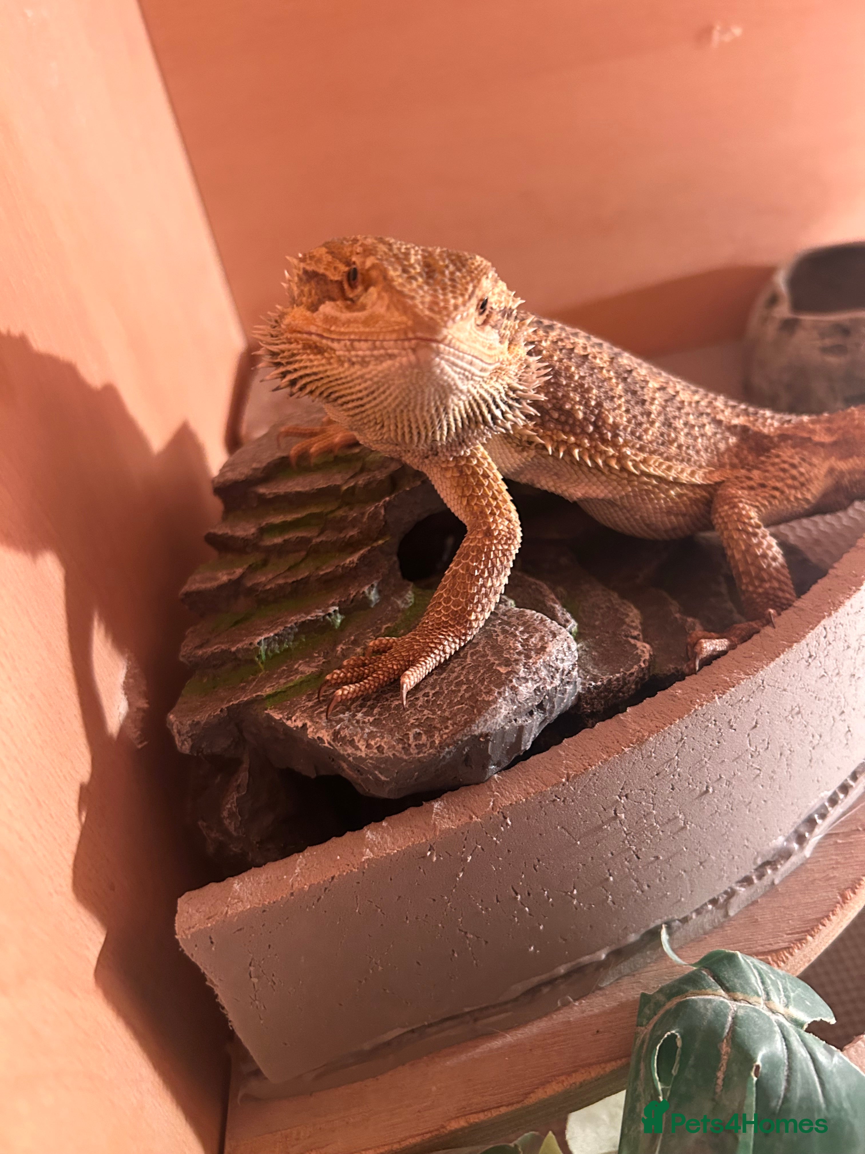 Bearded Dragon reptiles Girl dragon and vivarium - Advert 4