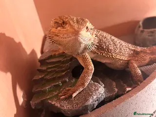 Bearded Dragon reptiles Girl dragon and vivarium - Advert 4