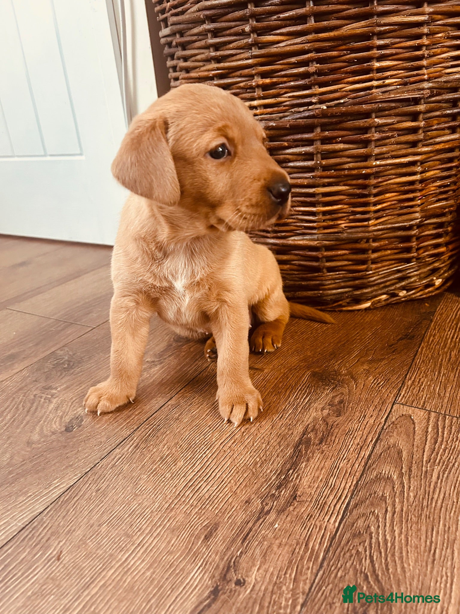 Labrador Retriever dogs Beautiful fox red Labrador bitch puppy - Advert 4