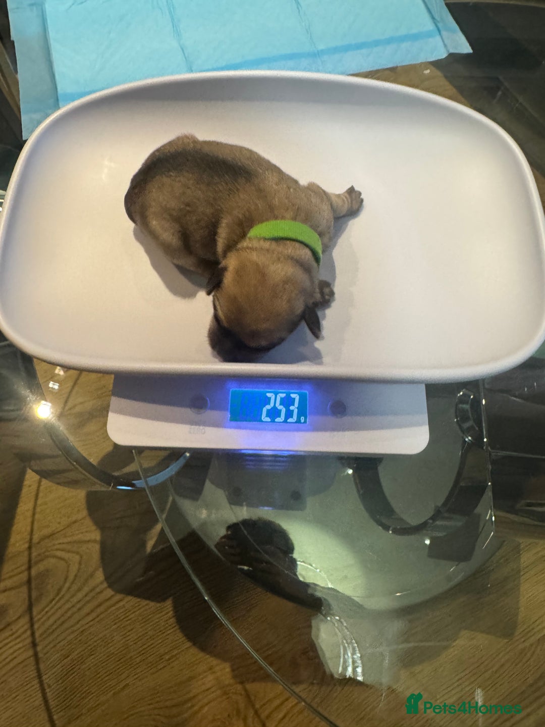 Mixed Breed dogs for sale: French Bulldog cross Manchester Terrier  - Image 13