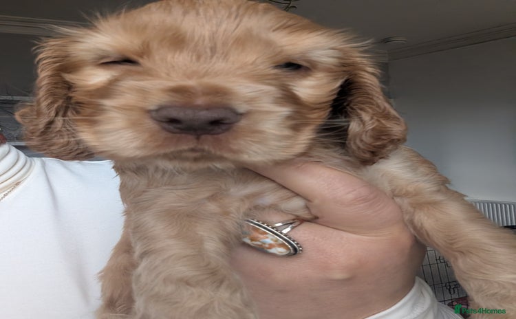 Cocker Spaniel dogs - Advert 4