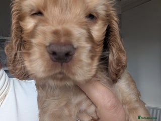 Cocker Spaniel dogs - Advert 4