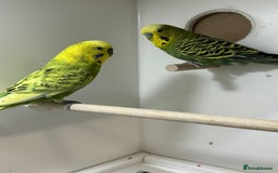 Budgerigars birds for sale: Aviary budgies for sale  - Image 2