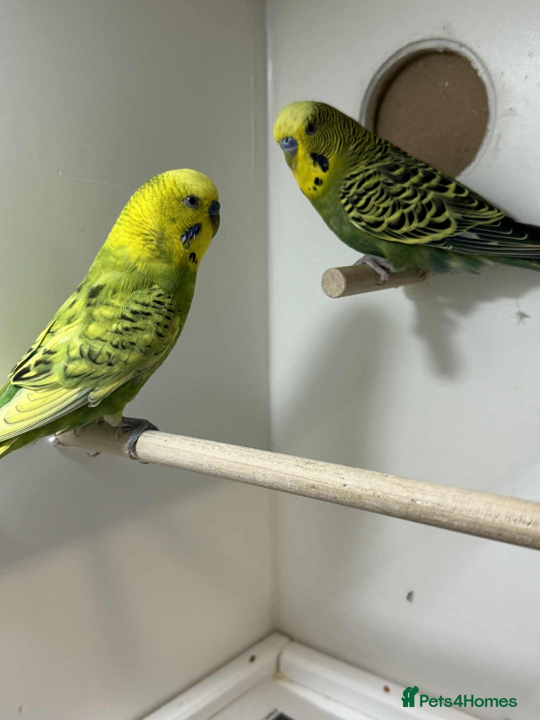 Budgerigars birds for sale: Aviary budgies for sale  - Image 2