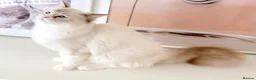 Ragdoll cats for sale: GCCF ACTIVE (FOR BREEDING) SEAL BICOLOUR FEMALE - Advert 4
