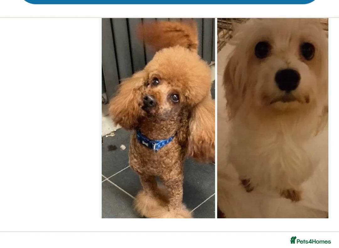 Maltipoo dogs for sale: BEAUTIFUL MALE MALTIPOOS READY NOW  in Kettering - Image 9