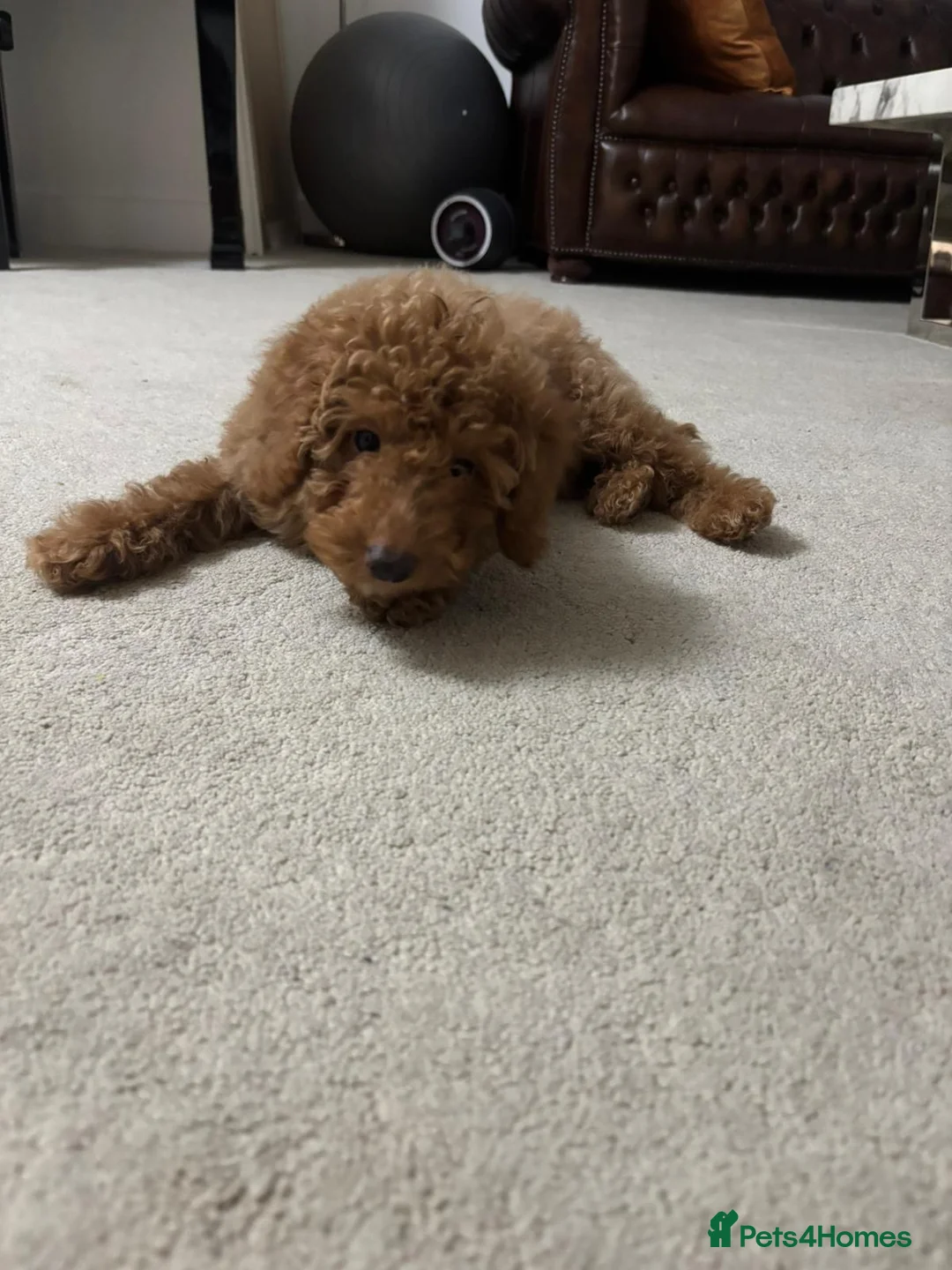 Cavapoo dogs for sale: Cavapoo named Charlie in Altrincham - Advert 2