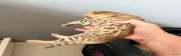 Mixed Breed cats for sale: Beautiful seal mink colour bengal kittens  - Advert 9