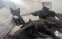 Mixed Breed cats for sale: Stunning black and ghost/black tabby kittens - Image 3