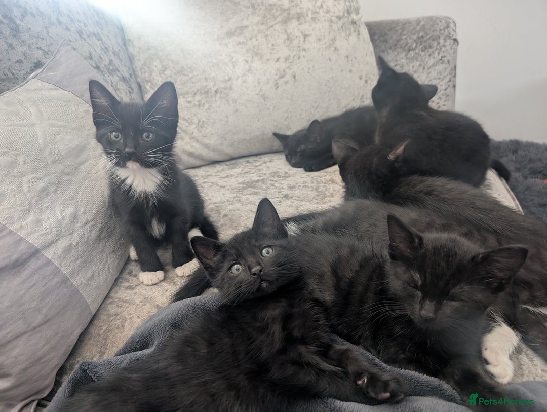 Mixed Breed cats for sale: Stunning black and ghost/black tabby kittens - Image 3