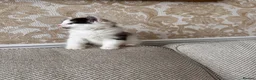 British Longhair cats for sale: 3 adorable kittens ready to go in Hornchurch - Advert 4