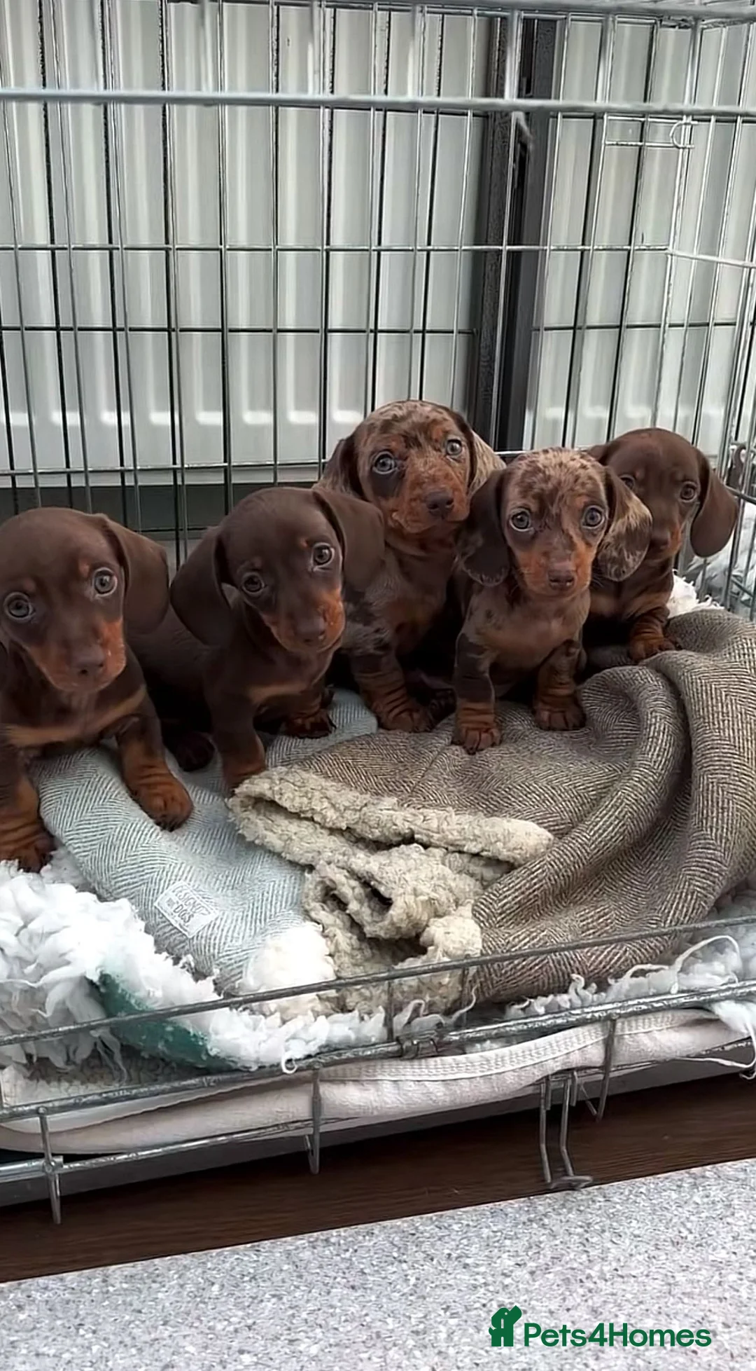 Miniature Dachshund dogs for sale: Miniature dachshund puppies - Advert 3