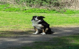 Border Collie dogs for stud: Boris/ 2.5 years old/ KC/ISDS member/Tricolor. - Image 2