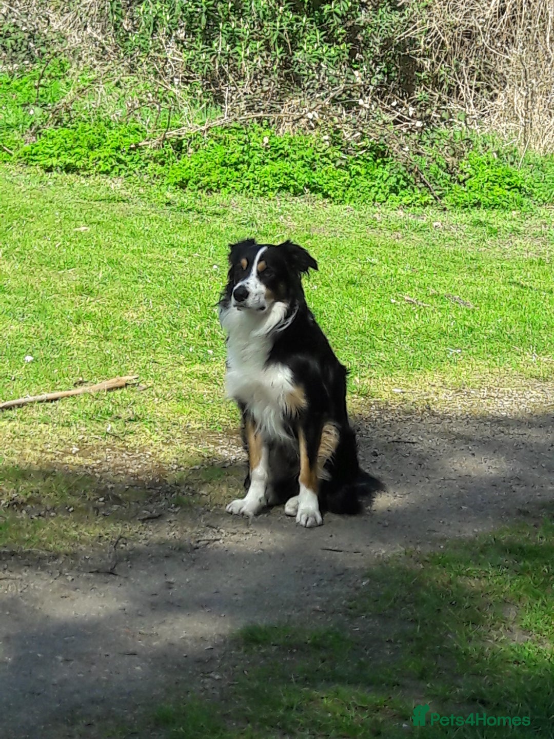 Border Collie dogs for stud: Boris/ 2.5 years old/ KC/ISDS member/Tricolor. - Image 2