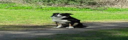 Border Collie dogs for stud: Boris/ 2.5 years old/ KC/ISDS member/Tricolor. - Advert 2