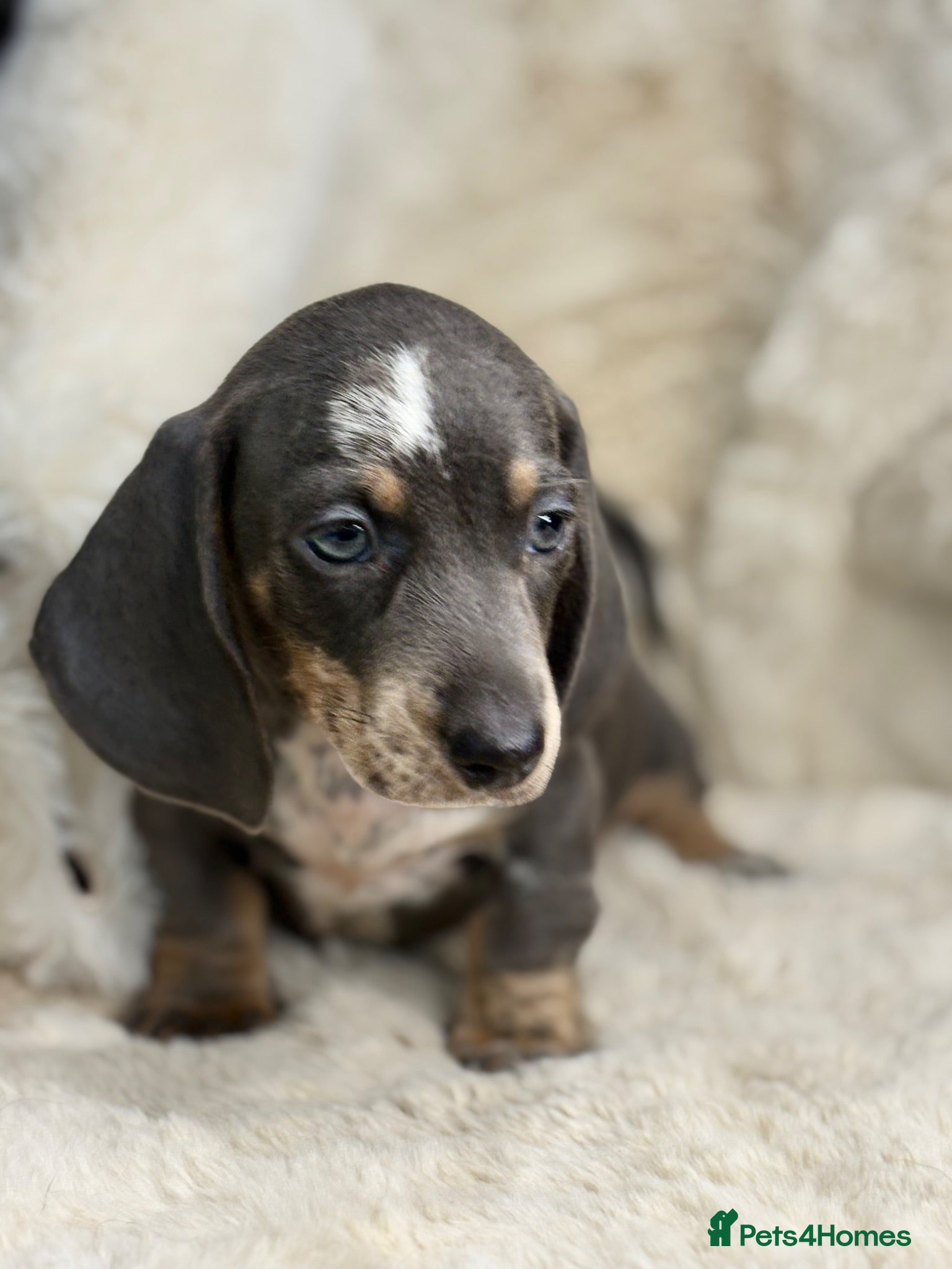 Miniature Dachshund dogs Beautiful dachshund puppies  - Advert 2