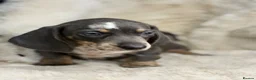 Miniature Dachshund dogs for sale: Beautiful dachshund puppies  - Advert 2
